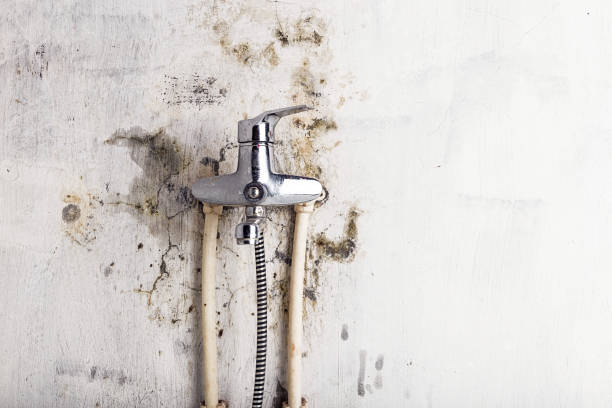 Best Preventive Mold Services in Hayden, AL