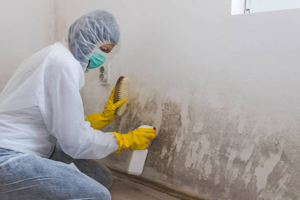 Best Post-Flood Mold Remediation in Hayden, AL