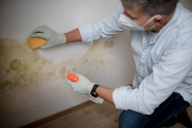 Best Health and Safety Mold Remediation in Hayden, AL