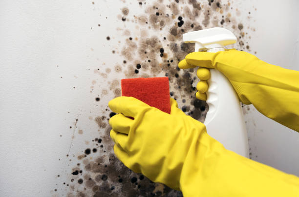 Trusted Hayden, AL Mold Remediation Experts